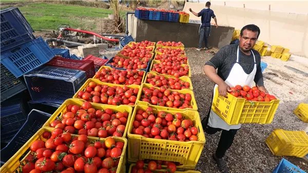 قبل رفض الشحنات الغذائية بالخارج، أسباب ظهور متبقيات مبيدات لم يستخدمها المزارعون