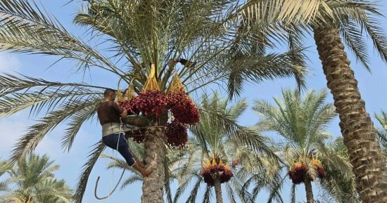 انطلاق موسم حصاد البلح فى مدينة القرين بلد المليون نخلة.. صور