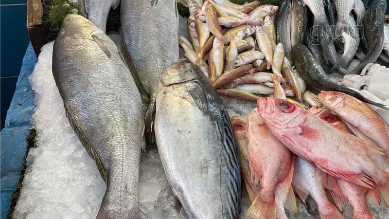 أسعار الأسماك اليوم، انخفاض البلطي والبوري وارتفاع قشر البياض والجمبري 25 جنيها