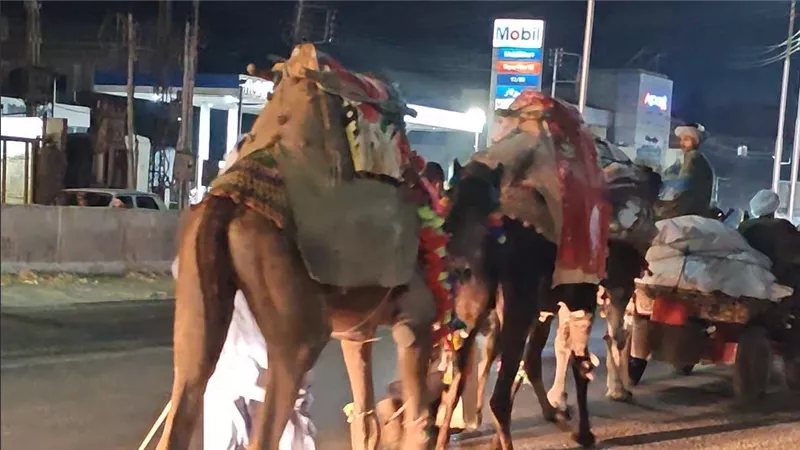 بانتهاء الاحتفالات، بدء مغادرة رواد السيد البدوي لبلادهم بالجمال والرايات الحمراء (فيديو)