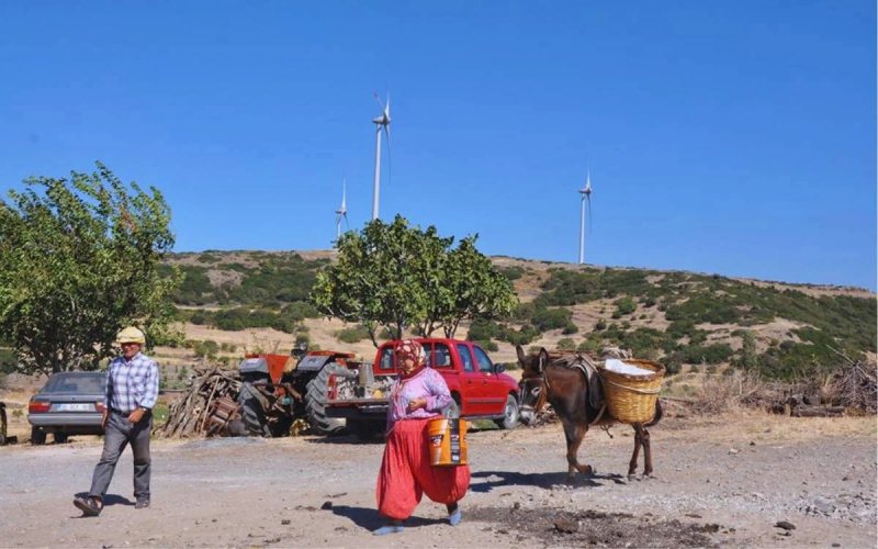 محطة للطاقة الشمسية في تركيا تدمر مزرعة لأشجار الزيتون