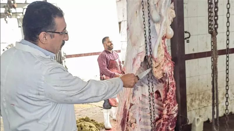 إعدام عجل مصاب بالسل الدخني بمجزر دمياط العمومي لحماية الصحة العامة