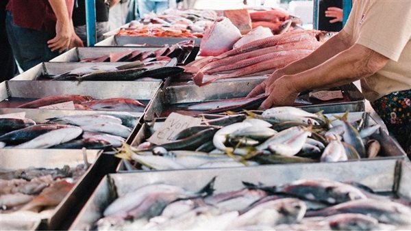 أسعار الأسماك اليوم، ارتفاع البلطي وانخفاض يصل إلى 60 جنيها في المكرونة والكابوريا والبوري
