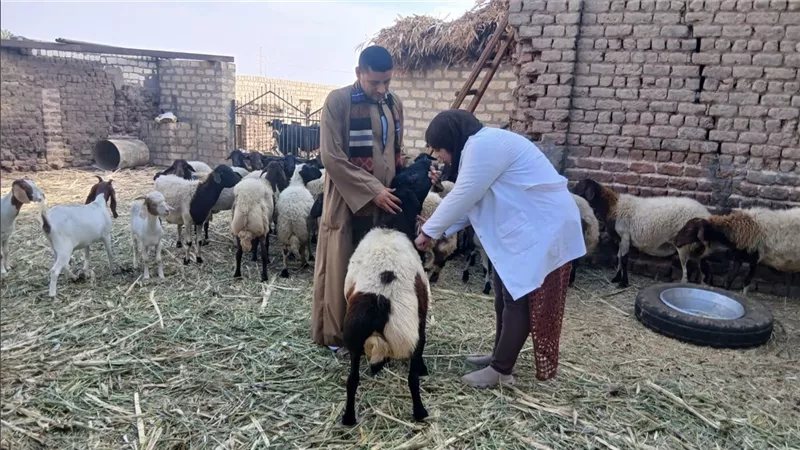 تحصين 27 ألفًا و382 رأس ماشية ضد الجلد العقدي وطاعون المجترات الصغيرة خلال أسبوع الأول بأسيوط