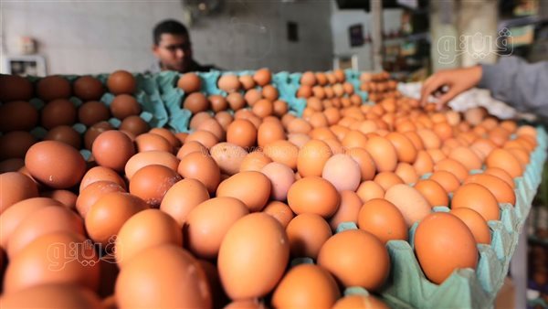 سعر كرتونة البيض اليوم الإثنين في بورصة الدواجن