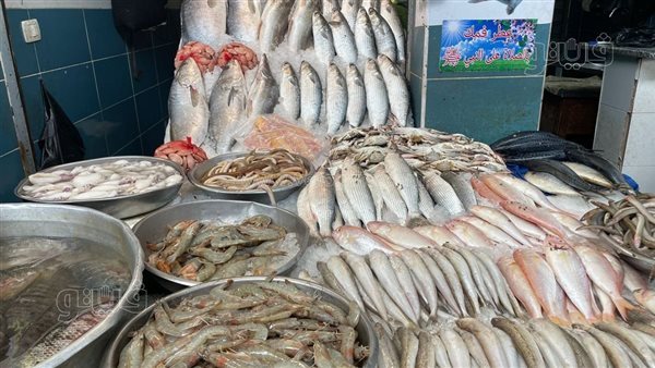 أسعار الأسماك اليوم، ارتفاع الجمبري 100 جنيه وانخفاض كبير في الكابوريا والبوري وقشر البياض