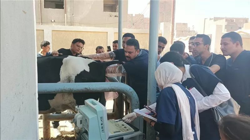 فحص وعلاج 1643 رأس ماشية وطيور خلال قافلة بيطرية بالزاوية في أسيوط