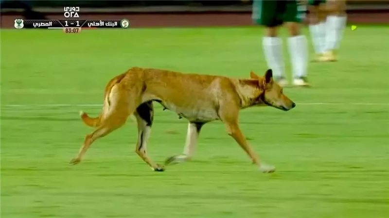 لقطة طريفة في الدوري الممتاز، كلب ضال يقتحم ملعب مباراة المصري والبنك (فيديو وصور)