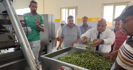 بدء تشغيل معصرة الزيتون بتجمع النثيلة فى نخل لخدمة مزارعى وسط سيناء