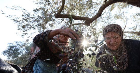 إصابة مزارعين فلسطينيين باعتداءات المستوطنين أثناء قطف ثمار الزيتون بالضفة الغربية