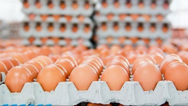 انخفاض الأبيض والأحمر وارتفاع البلدي، سعر كرتونة البيض اليوم الأحد في بورصة الدواجن