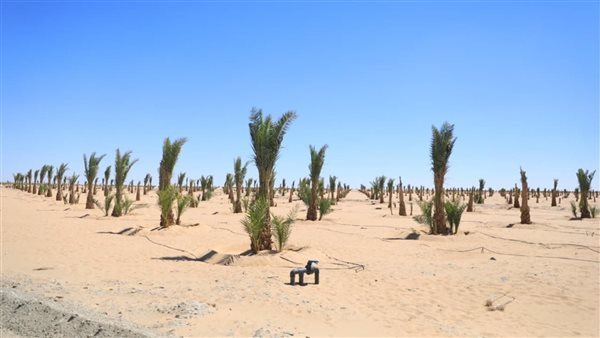 مليون نخلة و1500 فرصة عمل، تفاصيل إنشاء مجمع التمور بالوادي الجديد