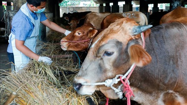 بسبب متبقيات المضادات باللحوم والألبان، خبير يحذر من 700 مرض خطير ينقلها الحيوان إلى الإنسان