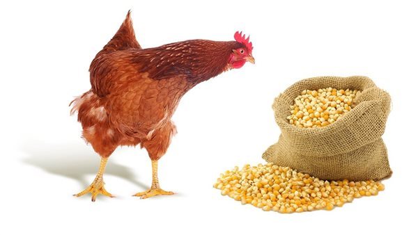 انخفاض الذرة، أسعار الأعلاف والحبوب اليوم الخميس في الأسواق