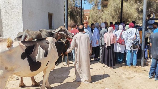 الزراعة تنفذ 262 قافلة بيطرية مجانية في 269 قرية خلال سبتمبر (صور)