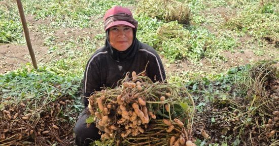 فرحة الغيطان.. الشراقوة يوصلون حصاد الفول السودانى فى 24 ألف فدان.. صور