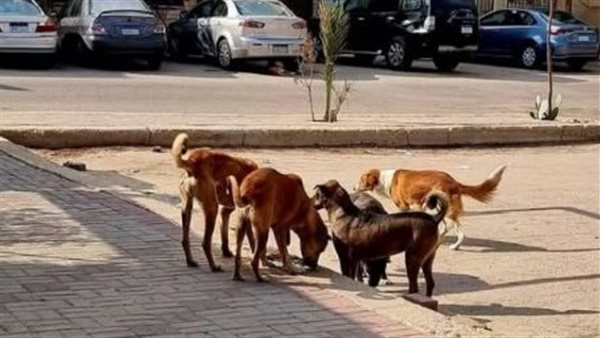 شكاوى متزايدة من انتشار الكلاب الضالة في 6 أكتوبر، والسكان يستغيثون بعد تكرار حوادث العقر