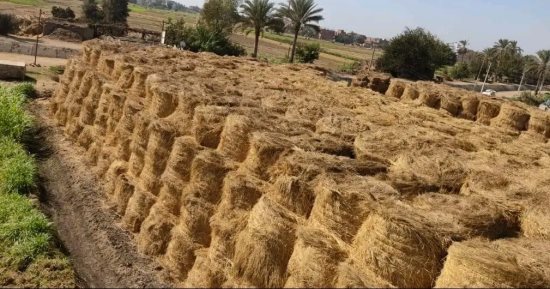 ارتفاع طفيف فى إنتاج مصر من الأرز ومتوسط نصيب الفرد عام 23/24