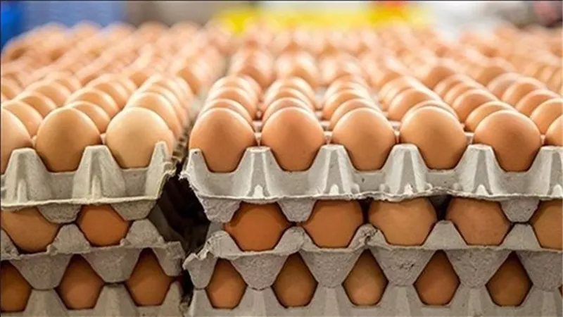 سعر كرتونة البيض اليوم الخميس في بورصة الدواجن