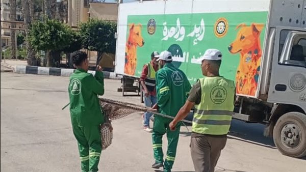 تكثيف الحملات بالمناطق الأكثر تعرضا لانتشار الكلاب الضالة للحد من مخاطرها في الدقهلية