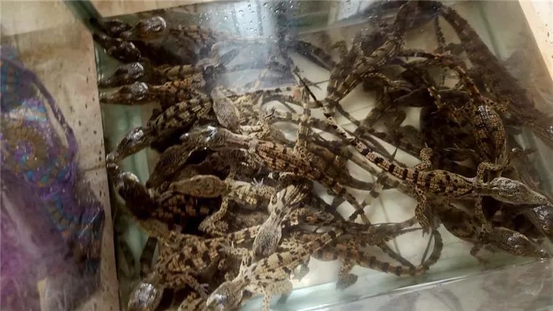 الصيد الثمين، تفاصيل محاولة إحباط تهريب عشرات التماسيح بمحطة قطار أسيوط (صور)