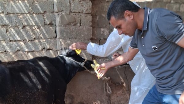 146205 رؤوس ماشية، بيطري الفيوم تكشف حصاد أعمال التحصين خلال سبتمبر