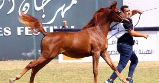 اليوم.. انطلاق مهرجان الشرقية للخيول العربية في دورته الـ30 بالعاشر من رمضان