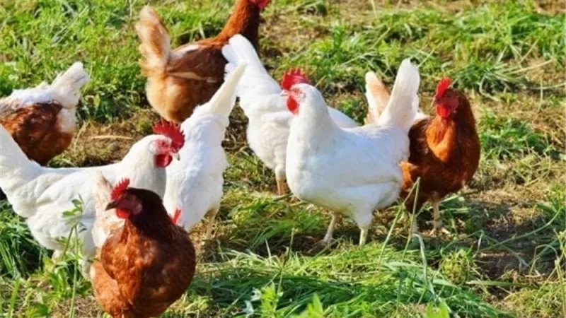 ارتفاع البيضاء، سعر الفراخ اليوم الجمعة 23 أكتوبر 2026