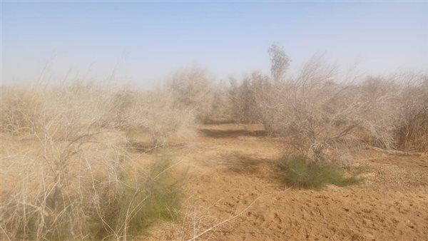 «بحوث الصحراء» يتحرك لإنقاذ زراعات دير الأنبا موسى النبي برأس سدر