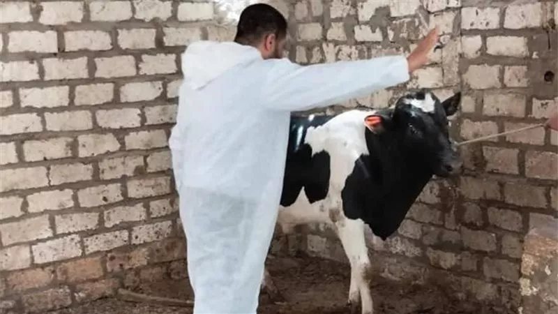 بيطري الشرقية يطلق حملة لتحصين الماشية ضد الجلد العقدي وطاعون المجترات