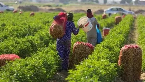 من كارت الفلاح إلى الأقمار الصناعية، تفاصيل خريطة الرقمنة الزراعية في مصر