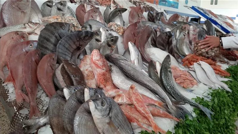 أسعار الأسماك اليوم، ارتفاع البلطي والكابوريا وانخفاض كبير في 5 أصناف منها البوري والمكرونة