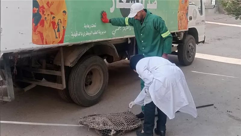 حملات لمواجهة الكلاب الضالة في منية النصر بالدقهلية