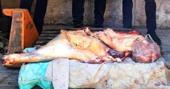 بيطرى الأقصر: توعية لأصحاب المطاعم بالطرق الصحية للتعامل مع الأغذية واللحوم