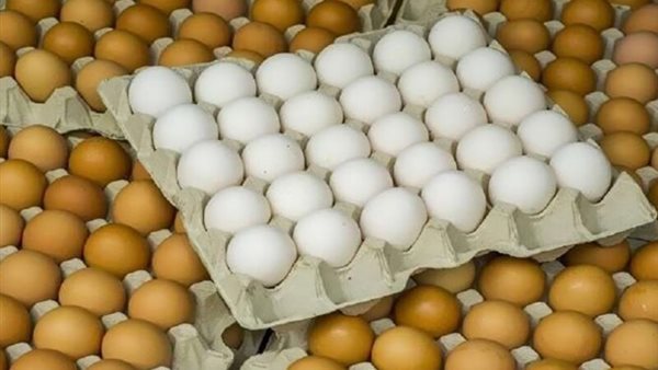 ارتفاع البلدي وانخفاض الأبيض والأحمر، سعر كرتونة البيض اليوم الخميس في بورصة الدواجن