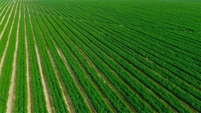 علاء فاروق: نستهدف زراعة 3.4 مليون فدان بممارسات ترشيد المياه بحلول 2030