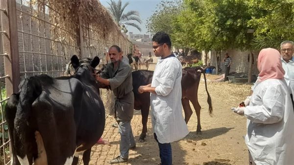 تحصين 47 ألف رأس وحملات ضد السعار، بيطري الإسماعيلية يواصل حماية الثروة الحيوانية