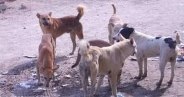 والد الطفلة ضحية هجوم كلاب ضالة بحدائق أكتوبر يكشف لليوم السابع تفاصيل الحادث