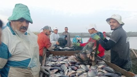 من الأحواض إلى الأسواق.. رحلة استخراج الأسماك من مزارع كفر الشيخ «فيديو»