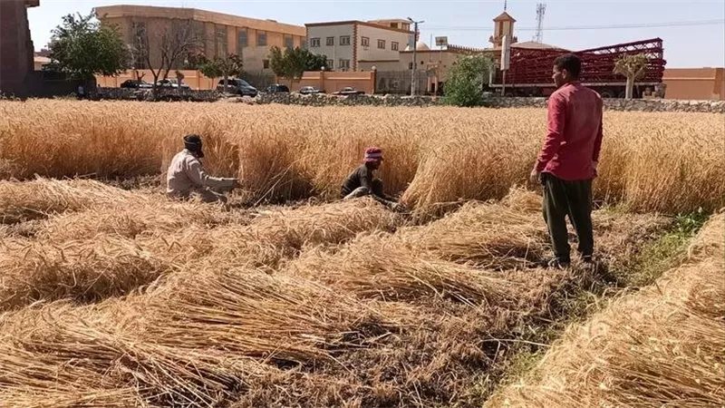 الزراعة تطرح تقاوي القمح خلال أيام، واستهداف زراعة 4 ملايين فدان بالموسم الجديد