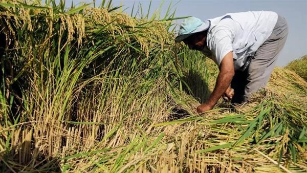 ثعابين حقول الأرز في الدلتا، طبيب بيطري يحذر: الضفادع أحد أسباب انتشارها