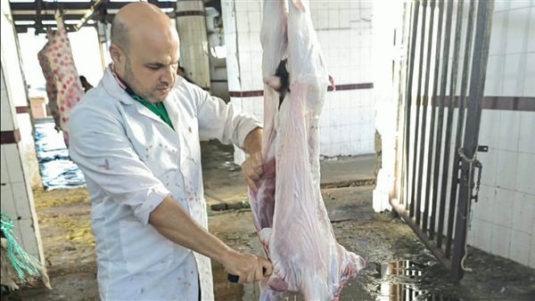 إعدام رأسين من الماشية المصابة بالسل بمجزر شطا في دمياط