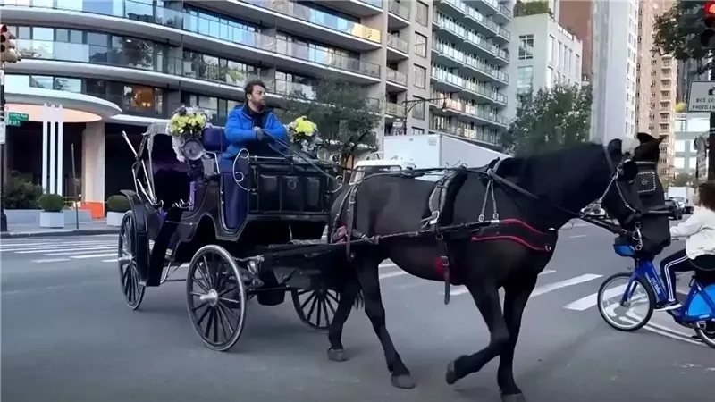بتأييد ممداني، نيويورك تصوت على حظر عربات الخيول بعد وفاة سائح هندي