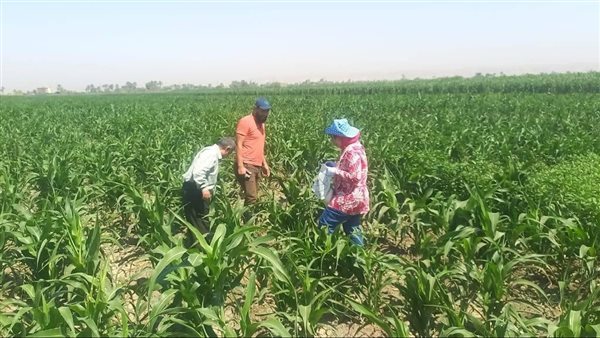 "الزراعة" تحذر من مخاطر نشاط الحشرات على المحاصيل الزراعية