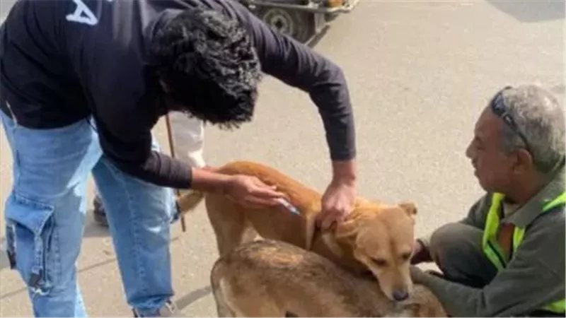 استجابة لشكاوى المواطنين، حملة لمواجهة الكلاب الضالة بحي شرق المنصورة