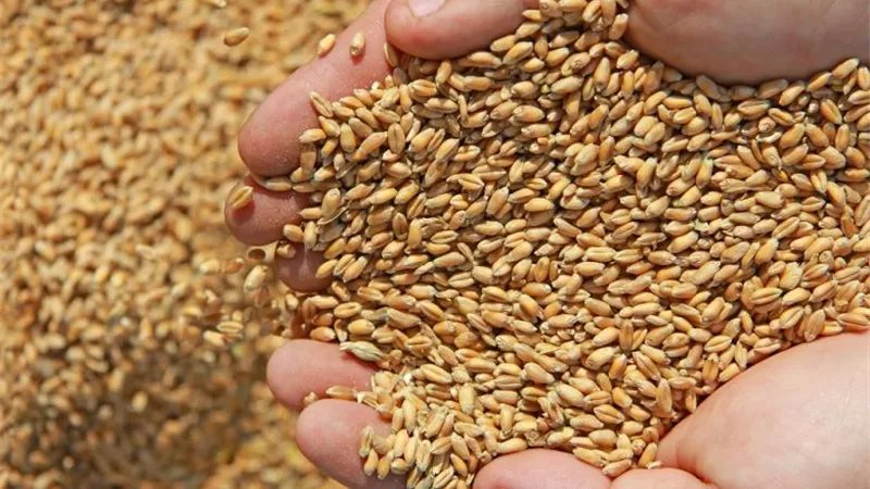 علاء فاروق: زراعة 12 مليون فدان وإنتاج 12.5 مليون طن قمح في خطة 2030