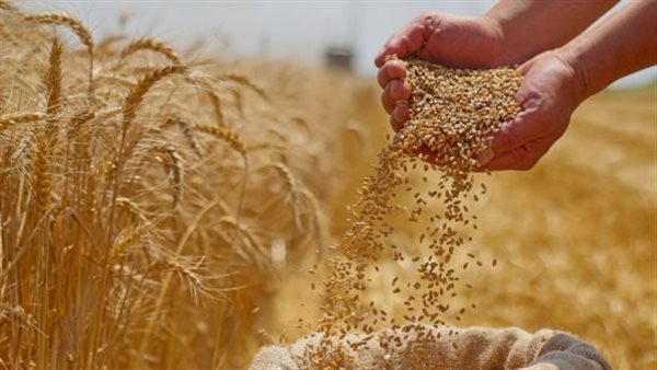 مجلس الوزراء: المخزون الاستراتيجي من القمح آمن ويكفي احتياجات المواطنين لعدة أشهر مقبلة