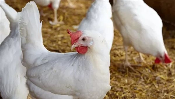 الصناعة مهددة، طلب إحاطة بشأن اختلال منظومة الدواجن