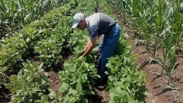 الزراعة توجه تحذيرات للفلاحين بعد إنكسار حرارة الصيف