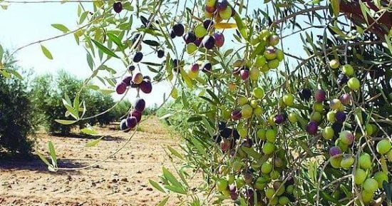الأمم المتحدة: الهجوم على موسم قطف الزيتون الفلسطيني أداة للتهجير والسلب